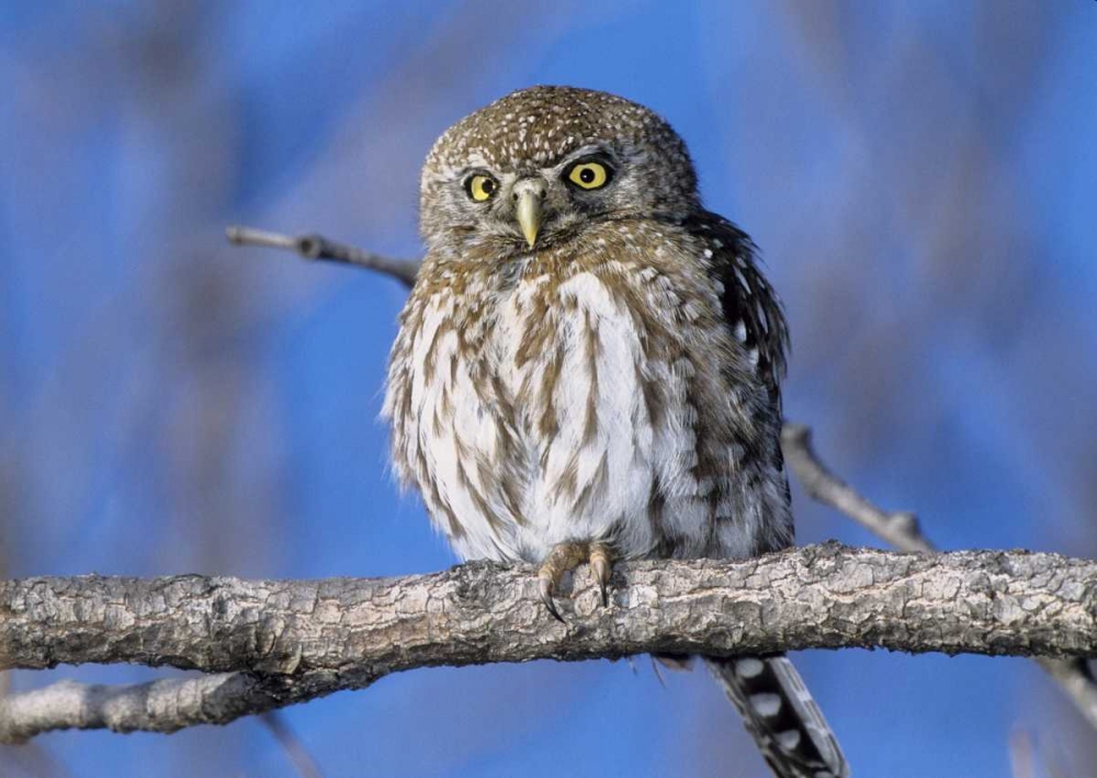 Zimbabwe Close-up of pearl spotted owl on branch